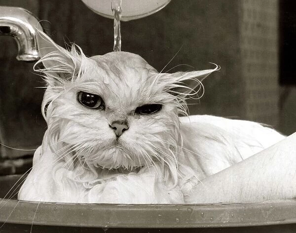 Bella the Persian Cat - April 1985 gets a soaking to prepare her for shows
