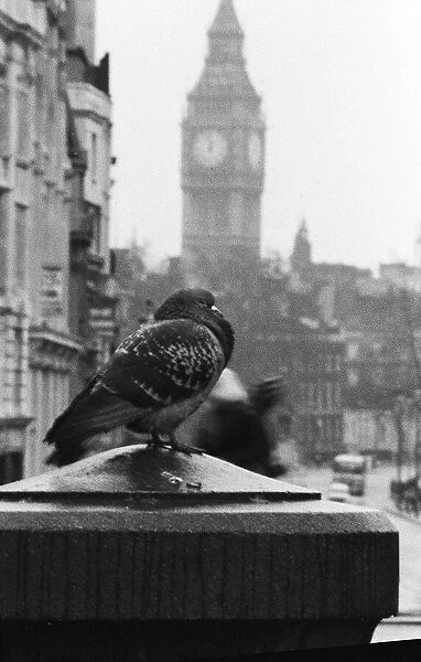 Birds Pigeon in Trafalgar Square, London 1978
