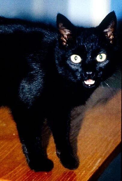 A Black cat standing on a table. November 1994