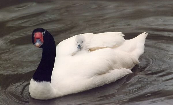 A black necked swan carries one of its cygnets on its back
