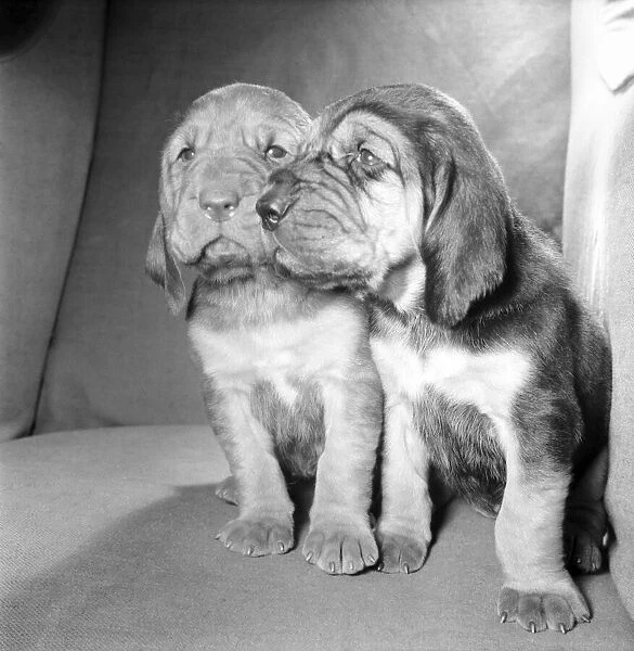 Bloodhound puppies. December 1972 72-11445