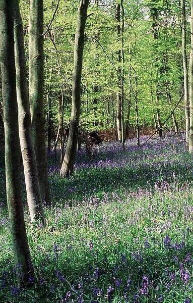 Bluebells in a wood in Hampshire