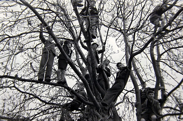 Boys up in the trees at Hallorton 22nd April 1946
