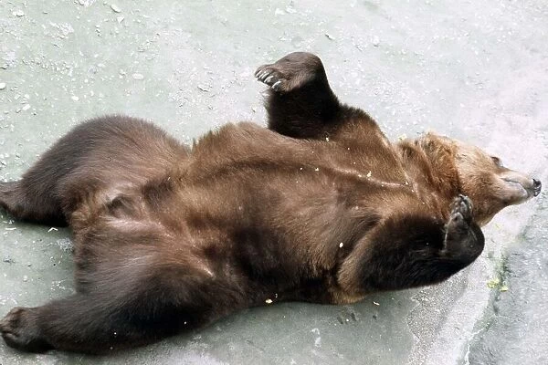 Brown Bear at London Zoo - March 1984
