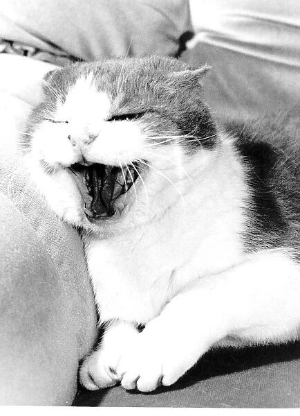 Bruno cat Cat hissing with mouth wide open circa 1980