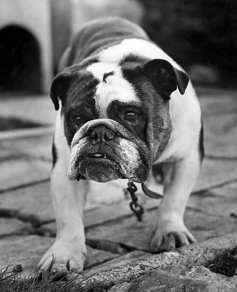 Butch the British bulldog. March 1981 P007460