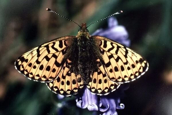 Butterfly. A picture of the Pearl-bordered Fritillary found in the Wyre Forest