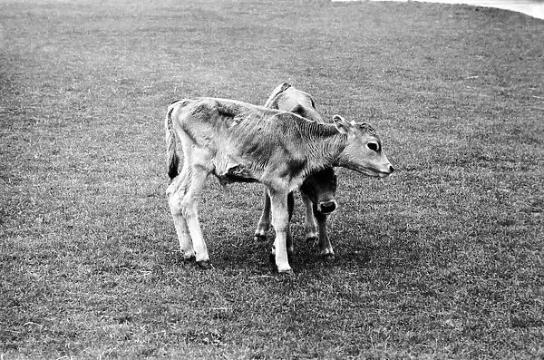 Two calves in pets corner at Chessington Zoo. April 1975