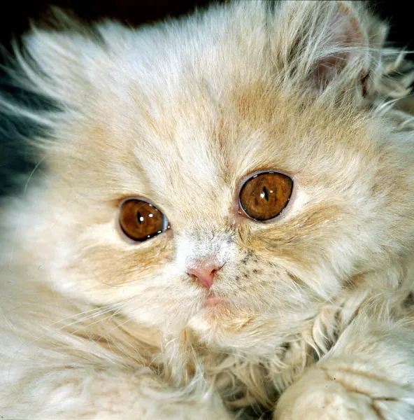 Cat with big eyes kitten Persian cat cute animal brown eyes