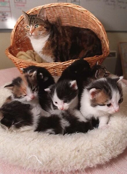 Cat and kittens at the Cats Protection League