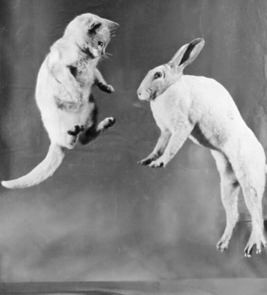 Cat and rabbit jumping C1152  /  25