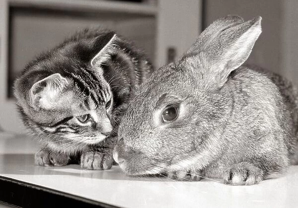 A cat and a rabbit together at the RSPCA animal welfare centre in Southall Middlesex May