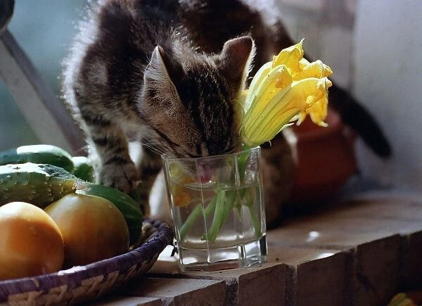 Cats Kitten drinking from glass with flower in