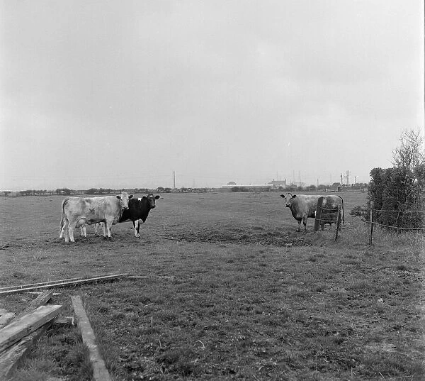 Cattle in field, Teesside, Circa 1973
