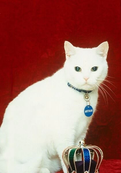 Celebrity pets Feature. Arthur from the Cat food advert. October 1995
