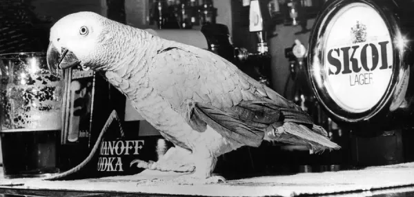 Chico the parrot who enjoys a drink of beer now and again