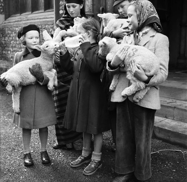 Children with lambs outside St. Andrews Church Bromley, Kent. April 1953 D1718