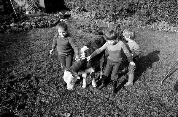 Children lead a baby bull in their garden at Teignmouth. February 1975 75-00846-001