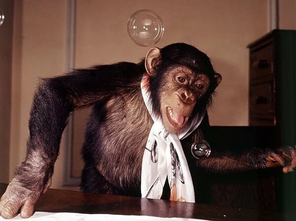A chimpanzee at Bellue Vue Zoo blowing bubbles January 1968