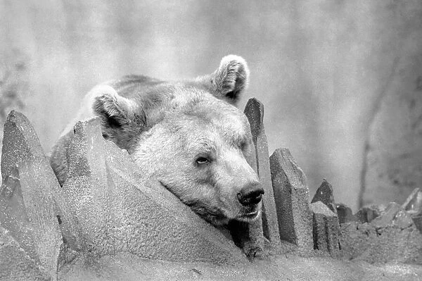 Close up picture of a bear. January 1975 75-00240-008