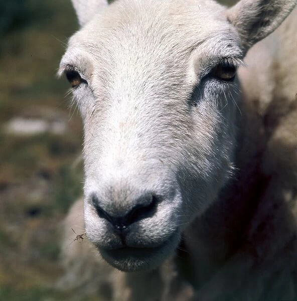 Close up of a sheep on the hills near Radnorshire in Wales April 1990