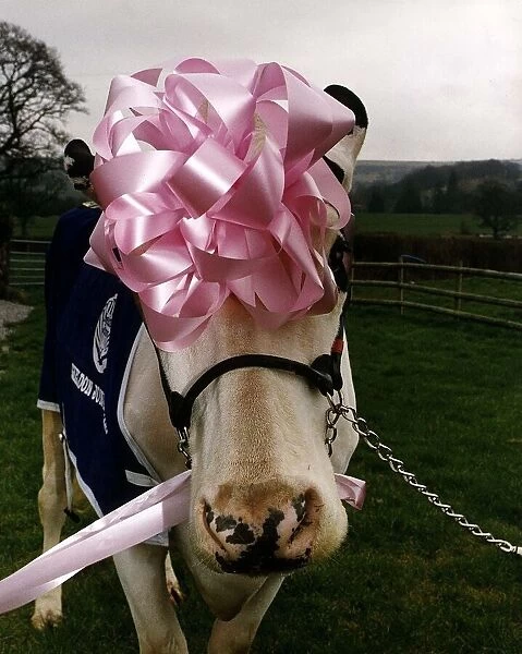 Cows Cattle Prize winning cow Pamela wearing pink ribbon on head and blue wrap over coat