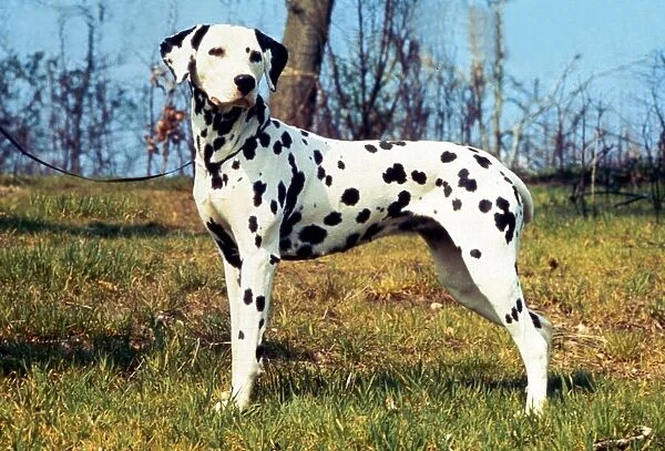 A Dalmation Dog August 1994