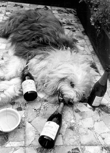 Dash the Old English Sheepdog, takes a rest at a Landon Hotel following his retirement