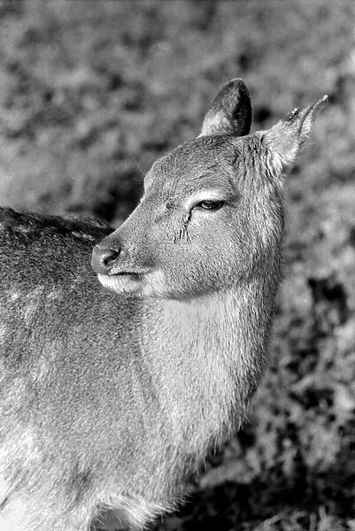 Deer at Whipsnade Zoo. December 1974 74-7583-004