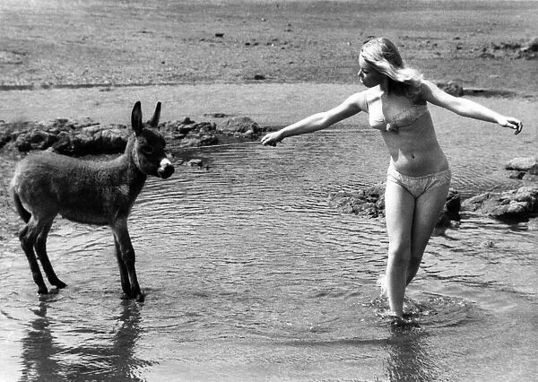 Deidre Baker tries to coax reluctant baby donkey Charlie into the sea at Scarborough