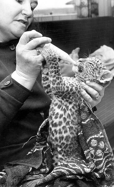 Delila the leopard cub at Coventry Zoo, being fed by Mrs Maureen White