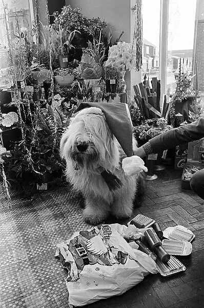 Dog dressed as Father Christmas. 1976