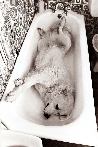 Dog lying in the bath
