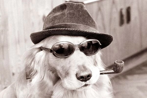 Dog wearing dark glasses and a trilby hat smoking a pipe