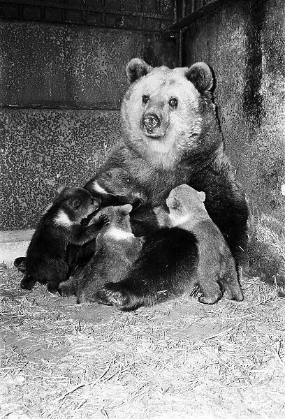 Dolly the brown bear recently gave birth to 4 cubs (January 1981