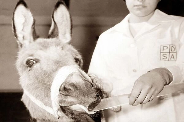 Donkey with pursed lips drinking from a clear vial