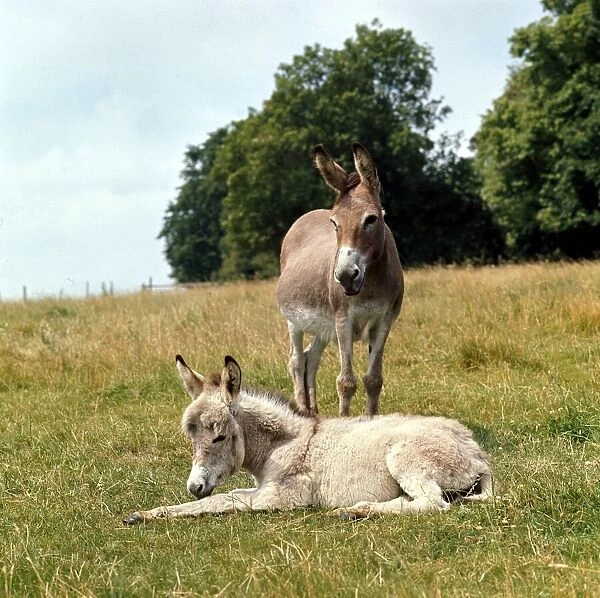 Donkey and young foal resting in the field. March 1980