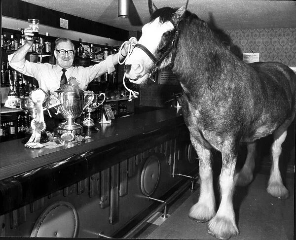 Donny the Clydesdale horse inside the Copy cat pub Broomielaw