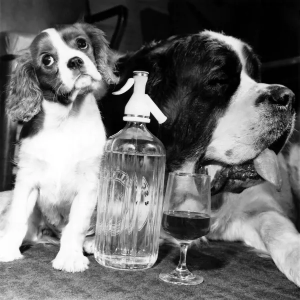 Drinking partners... Brandy The St Bernard (right