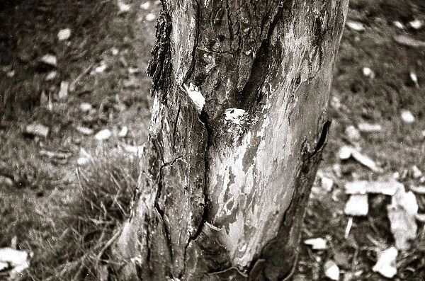 Dutch Elm Tree - trees tree bark Close up