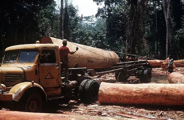 Ekona Cameroon Loading huge logs onto logging truck