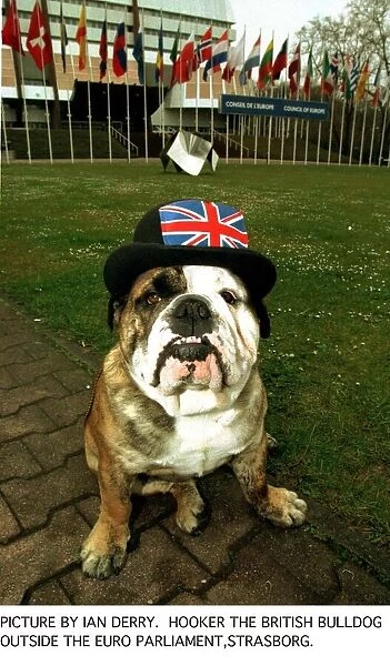 Eurocrat try to ban Bulldog Breed because it has too many physical defects