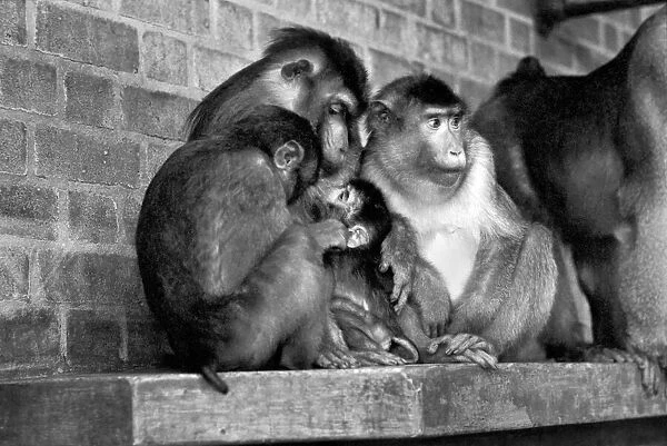 Family of pig-tailed monkeys January 1975 75-00240-023