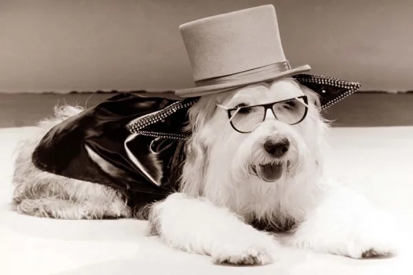 Dog top hat on sale