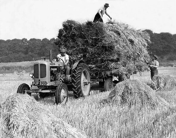 Farm hands gathering in the harvest in October 1955
