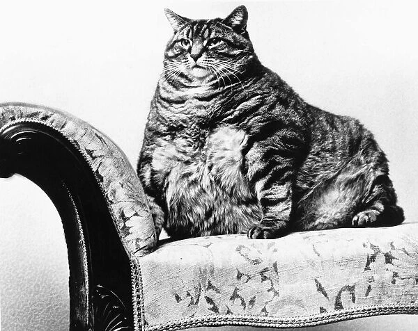 A fat cat in every sense of the term Joseph weighed 28lbs when his British mistress