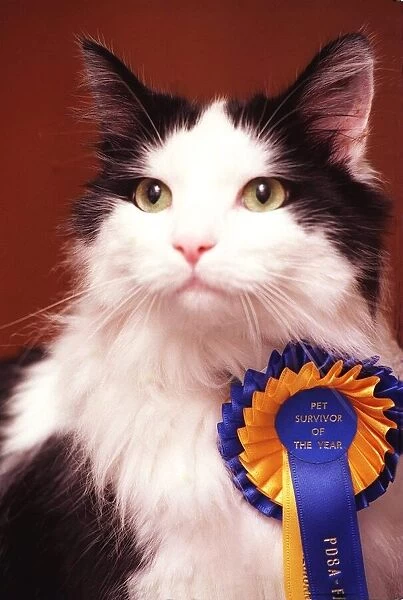 Frankie the Cat July 1998 Scottish Pet Survivor of the Year award by