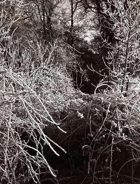 Frost Hadley Wood - Seasons - Winter Trees Tree
