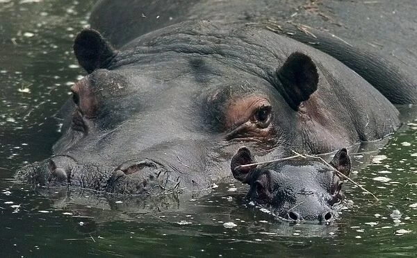 Gertie(left) and her new-born baby Hippo seen here at the west Midlands safari park