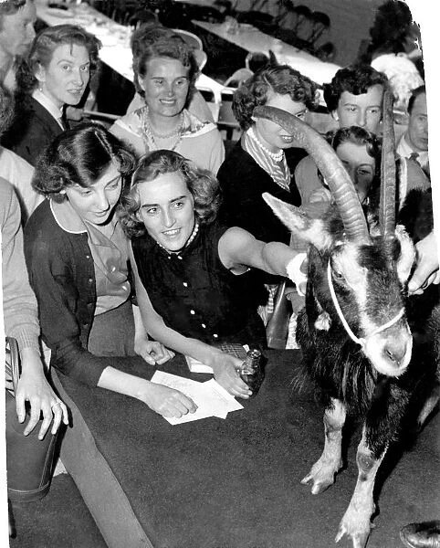 Goat to be kept as mascot by R. S. P. C. A. June 1956 P011779